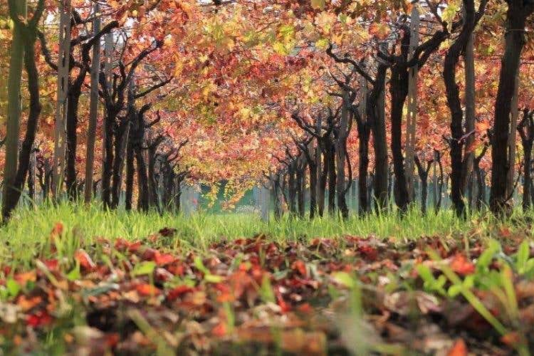 Vigneto, scorcio autunnale